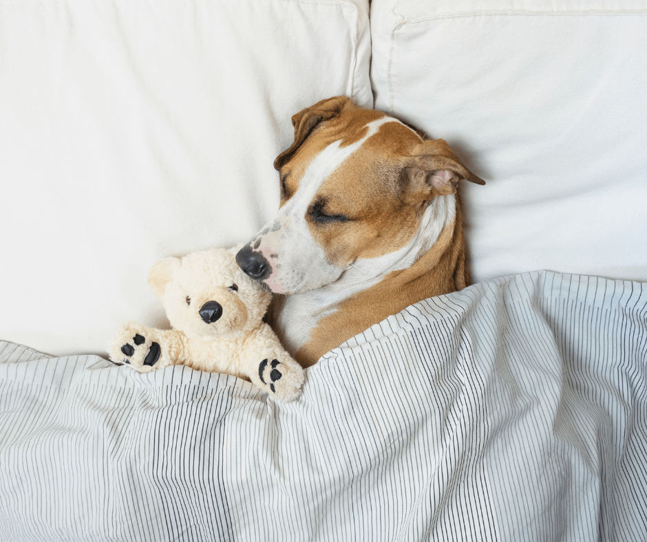 What are the most Googled questions about sleep?