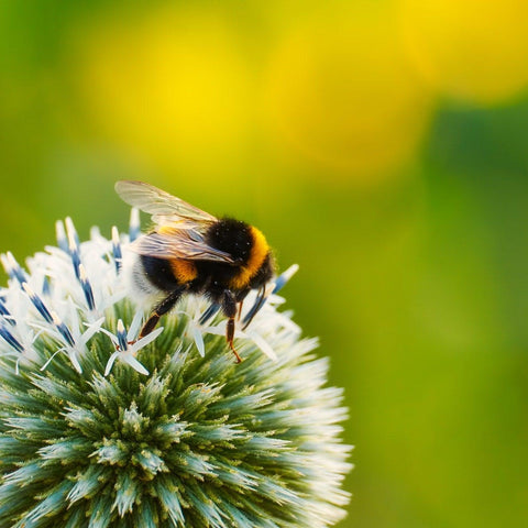 Bee Products - Goodlife Health Nutrition